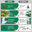 Pre-lit green Christmas tree with warm lights for holiday celebrations